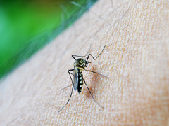 蚊が媒介するデング熱のイメージ画像